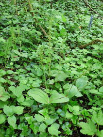 Listera ovata